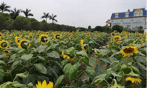 广州百万葵园门票多少_广州百万葵园门票多少钱一张